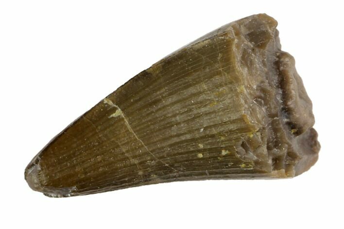 Jurassic Crocodile (Goniopholis?) Tooth - Colorado #152091